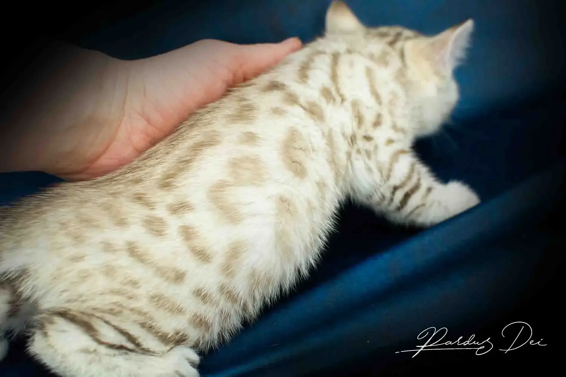 chaton bengal